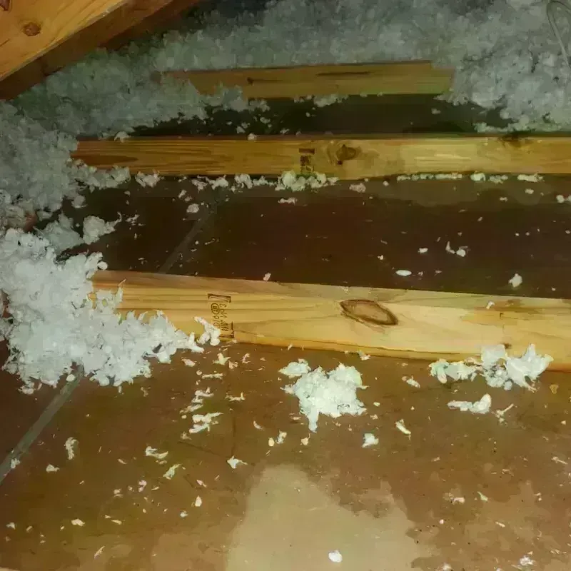 Attic Water Damage in Ricardo, TX