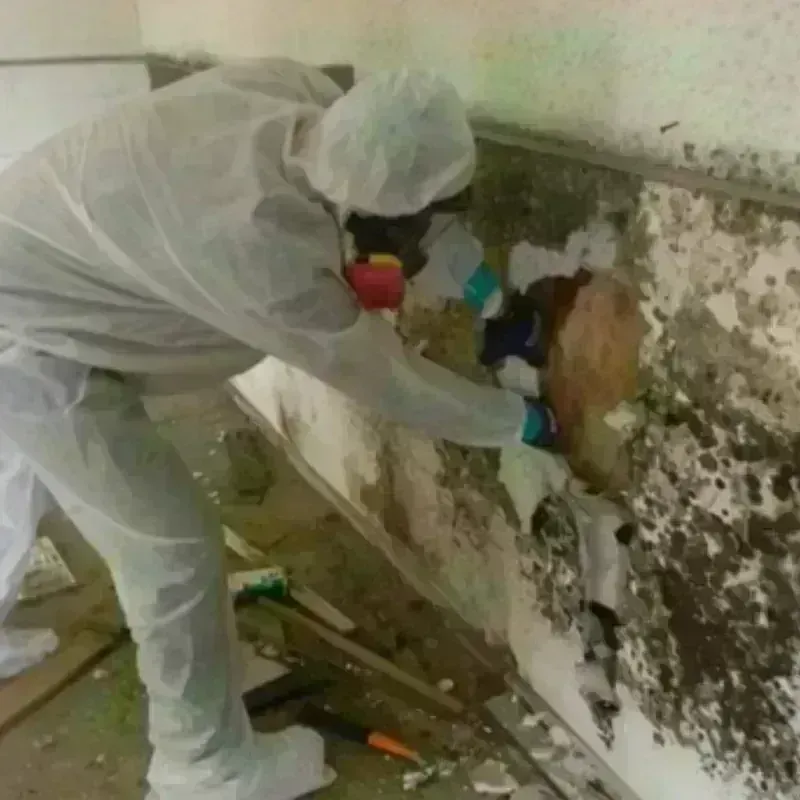 Mold Remediation and Removal in Ricardo, TX